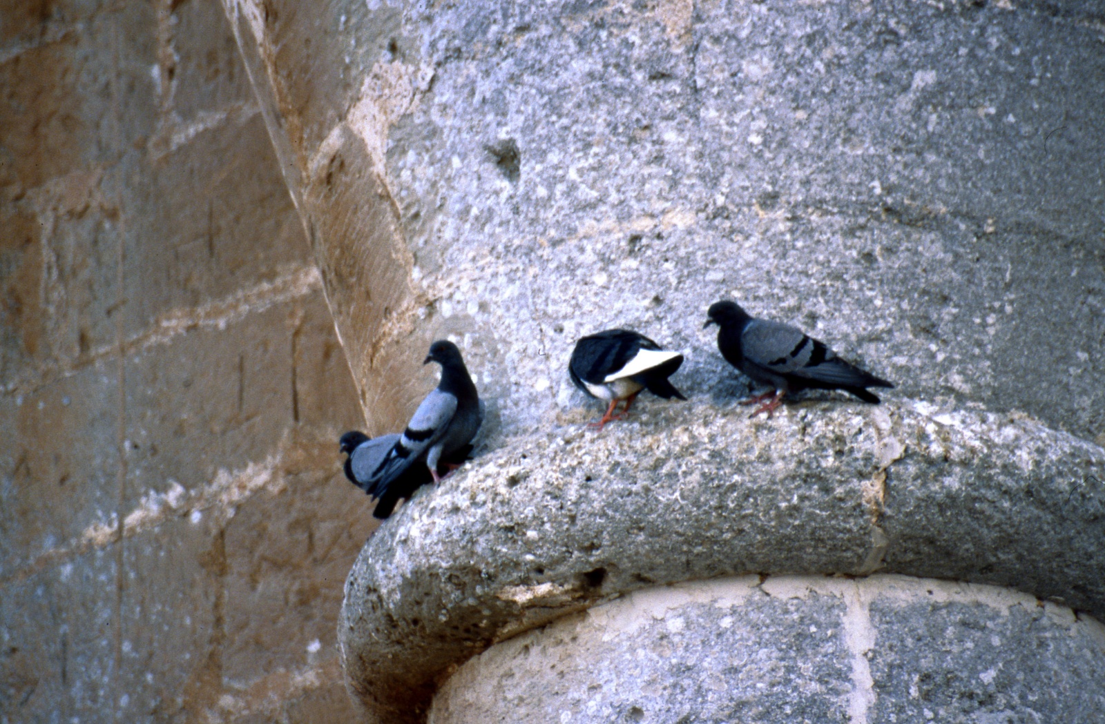 Palma, castell de Belver , detail